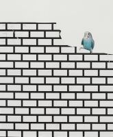 Bird and Bricks